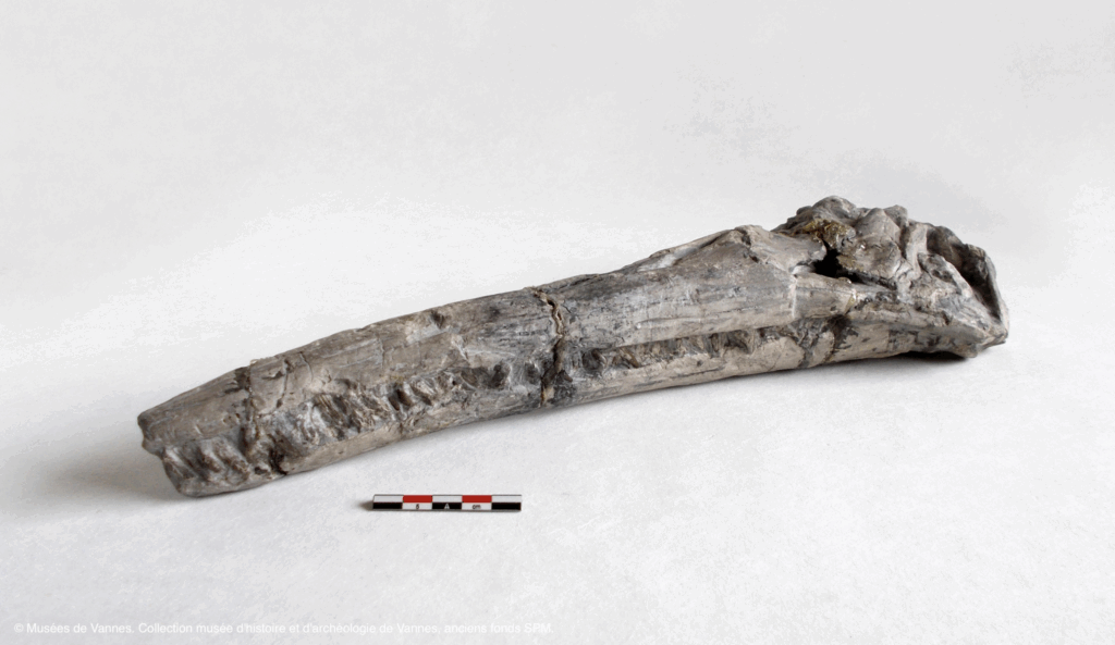 Fossile d'ichtyosaure, exposé sur fond clair avec échelle en centimètres, collection du musée d’histoire et d’archéologie de Vannes.