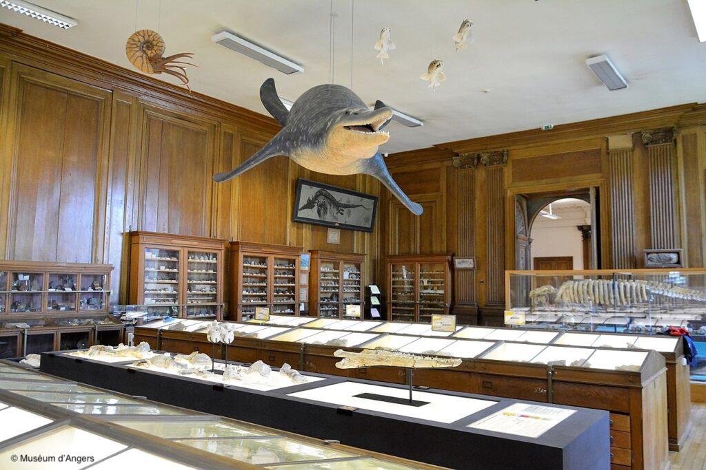 Vue de la salle d’histoire naturelle du Muséum d’Angers, avec vitrines de fossiles et minéraux, squelette de mammifère marin et maquette suspendue d’un ichthyosaure.