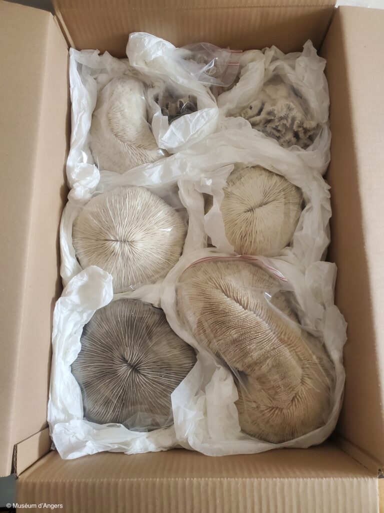 Spécimens de coraux fossiles soigneusement emballés dans du papier de soie et placés dans une boîte en carton pour leur conservation et leur transport sécurisé.