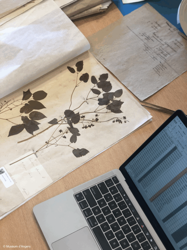 Spécimen d’herbier ancien à feuilles pressées, consulté sur table aux côtés d’un ordinateur affichant un tableau de données pour l’inventaire numérique.