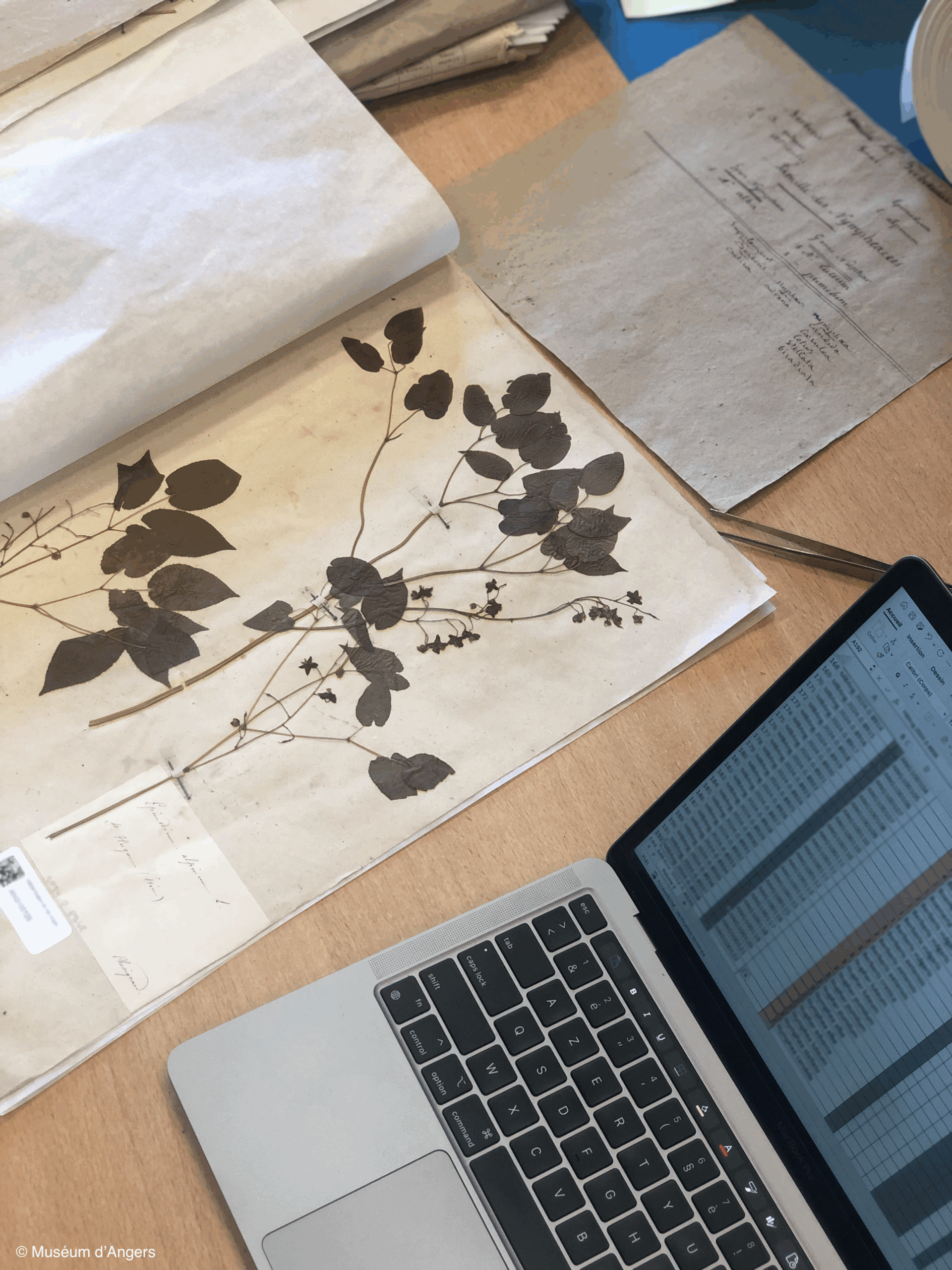 Spécimen d’herbier ancien à feuilles pressées, consulté sur table aux côtés d’un ordinateur affichant un tableau de données pour l’inventaire numérique.