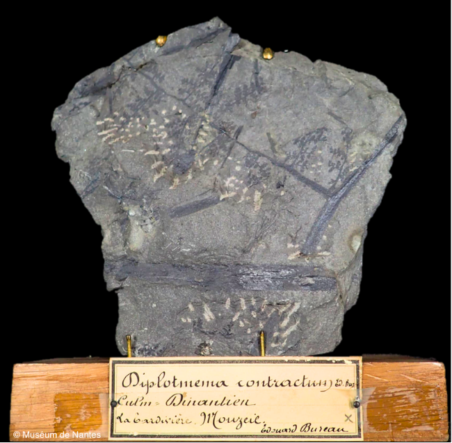 Fossile de plante marine Diplotmema contractum, période du Carbonifère, exposé sur socle en bois au Muséum de Nantes.