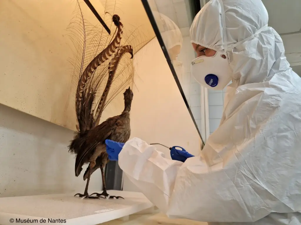 Conservatrice en équipement de protection intégral manipulant un oiseau naturalisé derrière une vitrine