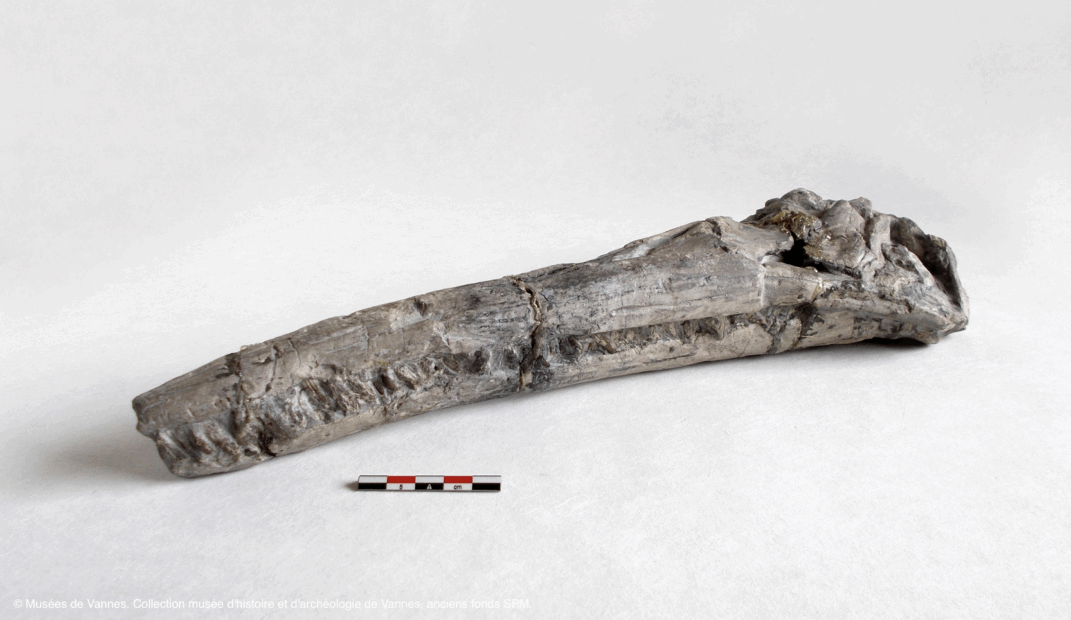 Fossile d’ichtyosaure, exposé sur fond clair avec échelle en centimètres, collection du musée d’histoire et d’archéologie de Vannes