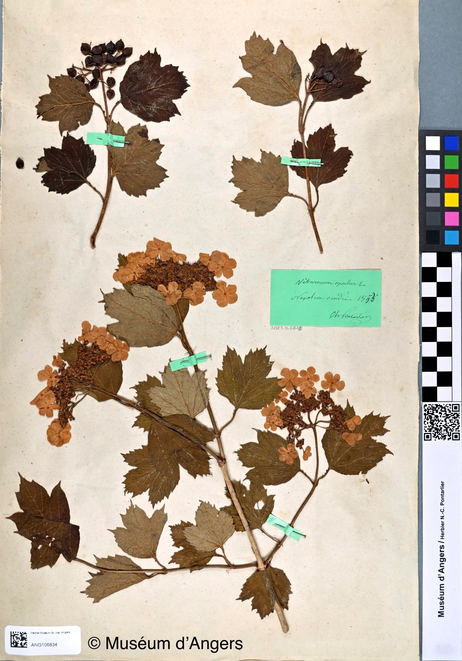 Planche d’herbier ancienne du Muséum d’Angers avec spécimens de viorne obier, étiquettes manuscrites et charte colorimétrique