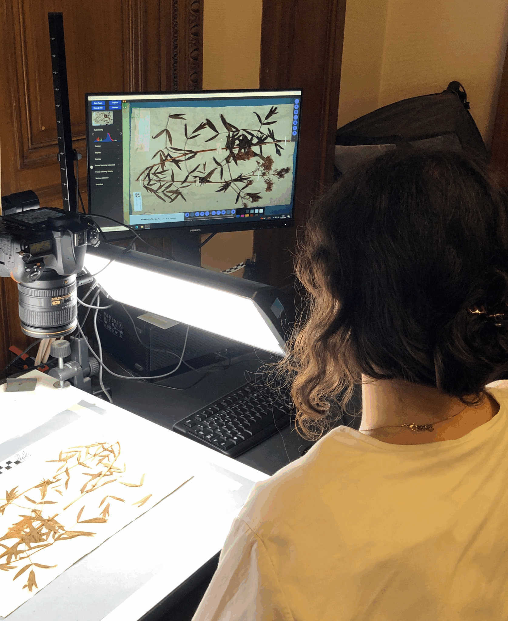 Flavie Gantier numérisant une planche d’herbier à l’aide d’un appareil photo monté sur support, éclairage studio et écran affichant l’image en haute définition