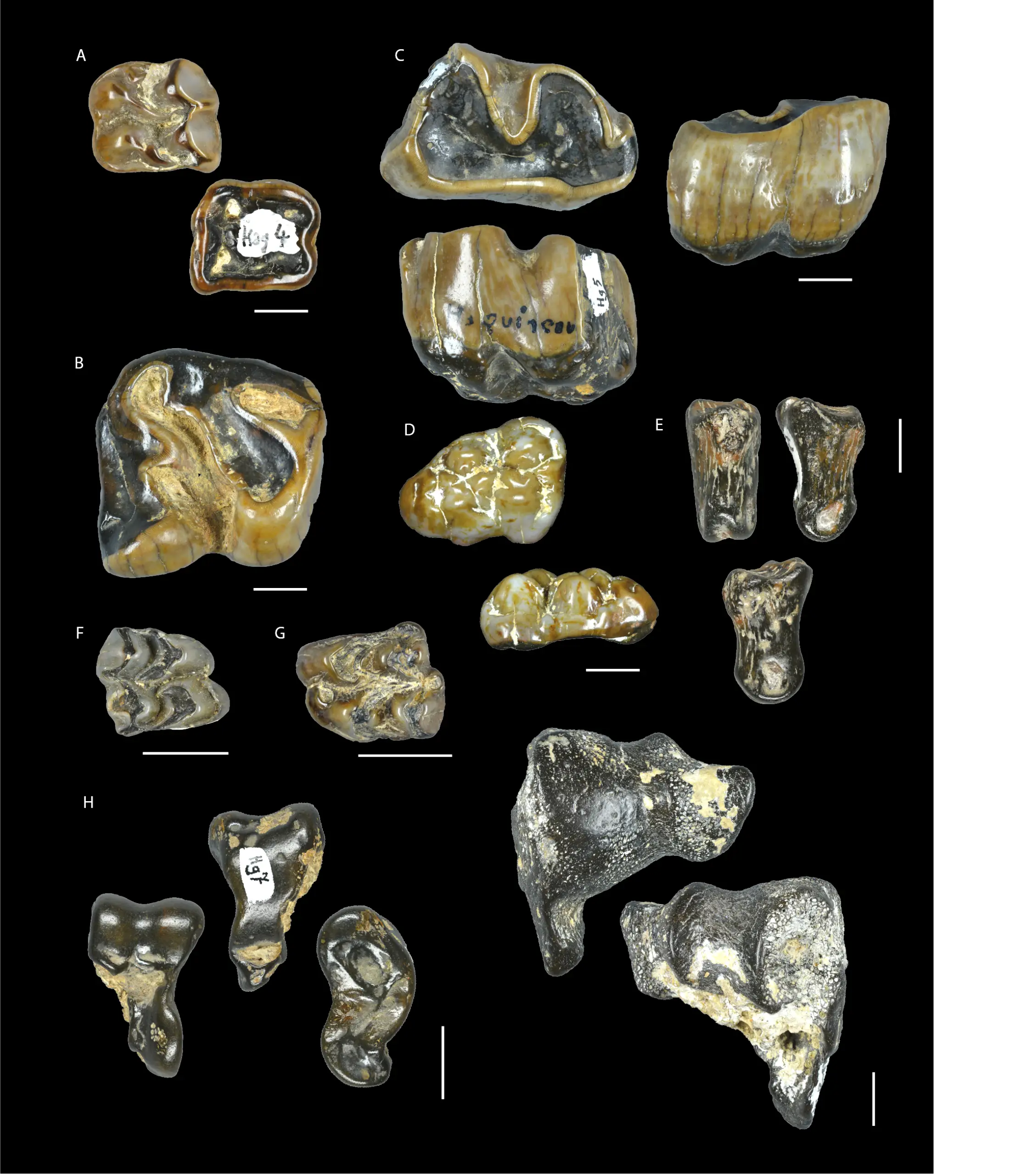 Planche scientifique de fossiles de vertébrés du gisement miocène du Haguineau